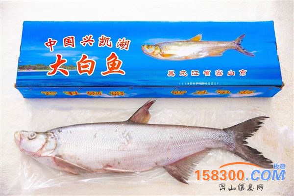 出售大白鱼，烤白鱼，烤哲罗鱼18204672123
