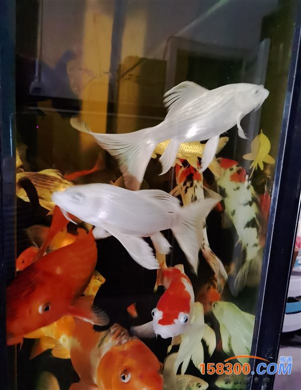 观赏鱼