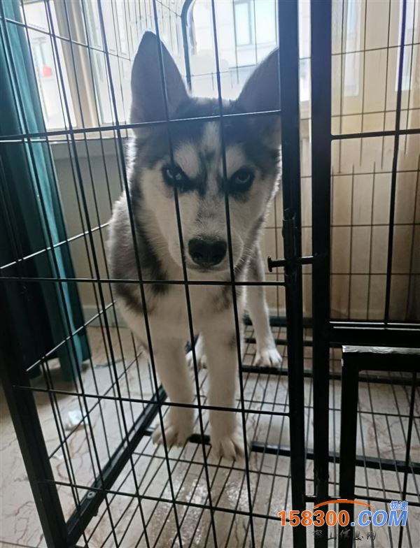 低价出售哈士奇