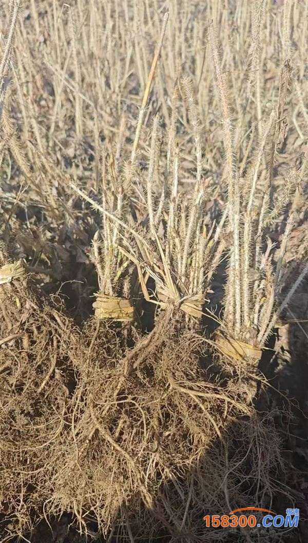 出售各种树苗，花苗等18646488988