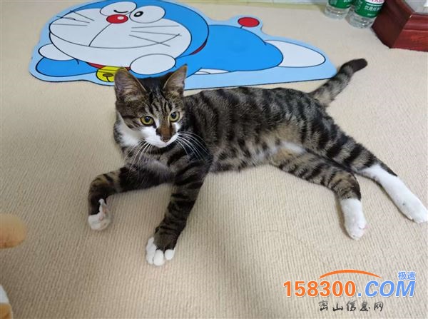 免费领养猫咪