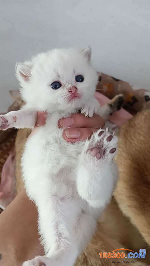 宠物猫出售