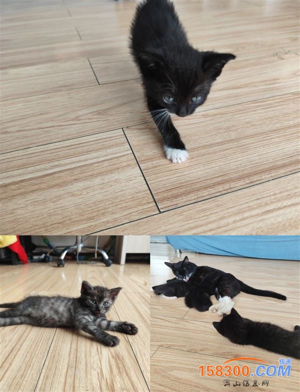免费送小猫