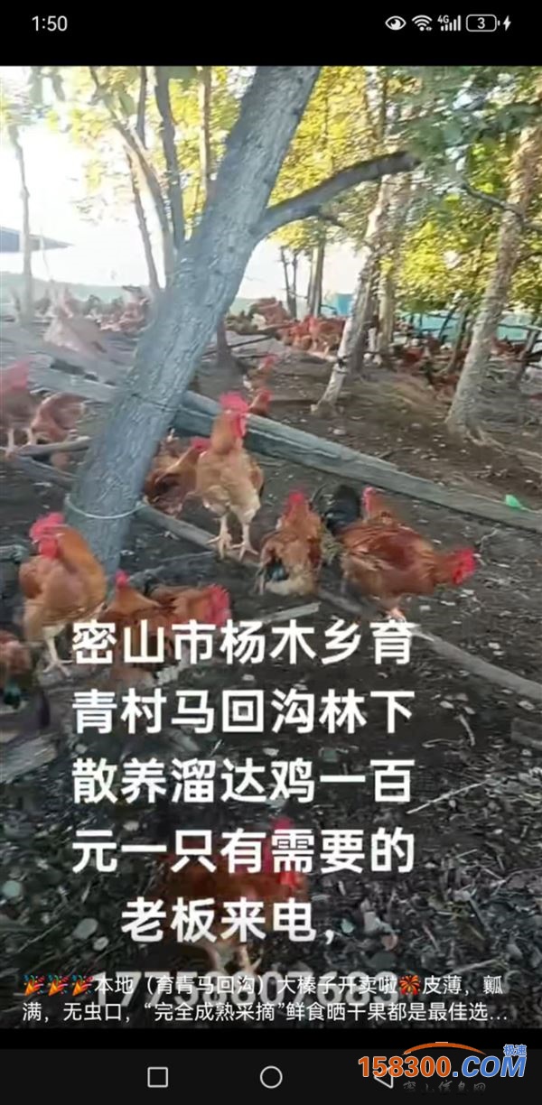卖榛子，走地鸡溜达鸡，玉青马回沟本地货，常年销售