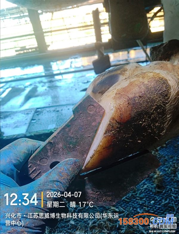 专业修蹄师，蹄病治疗经验丰富，可长期合作